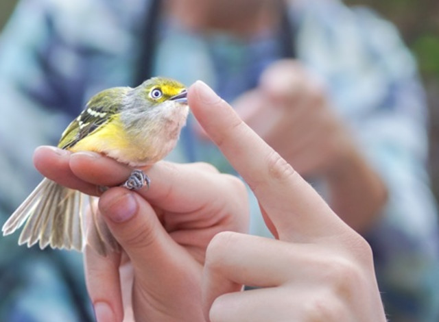 Fall Fort Morgan Bird Banding Event