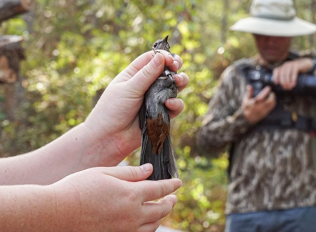 Coastal Bird Banding at Fort Morgan