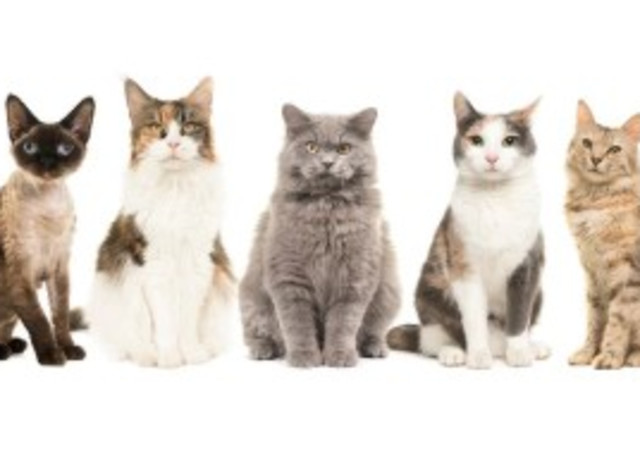 Fluffy's Pet Shop