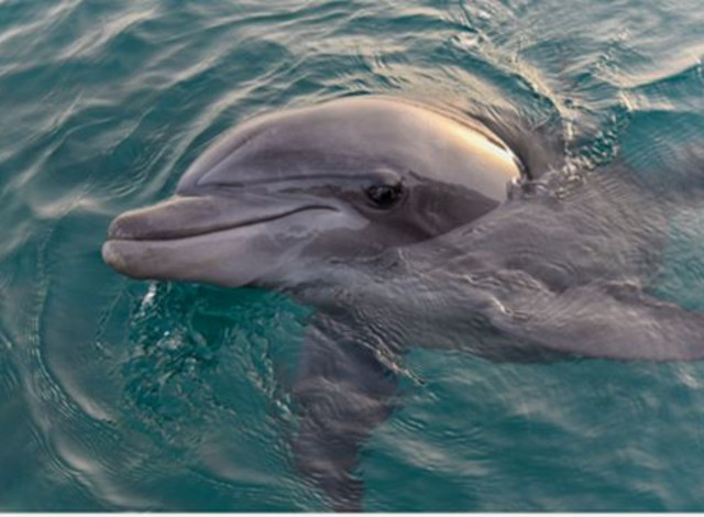 The Fun Boats Dolphin Cruises and Sea Life Experience