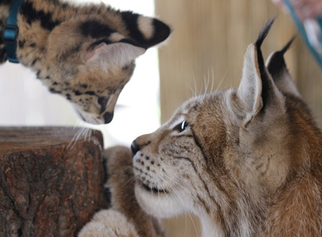 What to do at the Zoo: Bobcat Chat