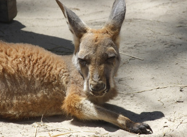 What to do at the Zoo: Animal Ambassador Walkabout