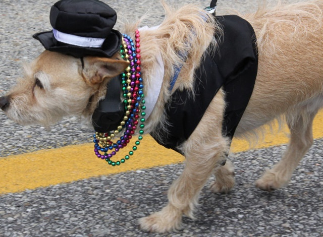 Mystic Mutts of Revelry Parade