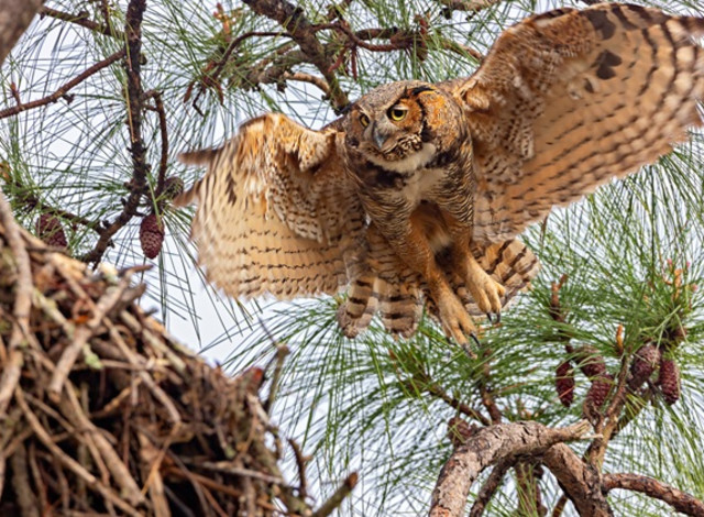 Wildlife Meet and Greet