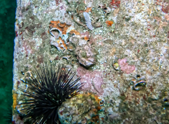 2026 Winter Showcase Series: Unusual Beach Life Uncovered