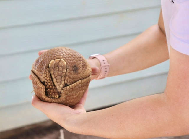 Keeper Chats: Animal Walkabout