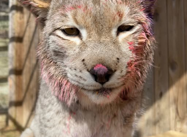 Art on the Wild Side: Wine & Whiskey Stroll