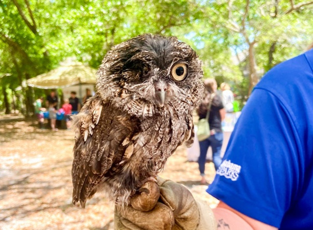 Gulf State Park Programs