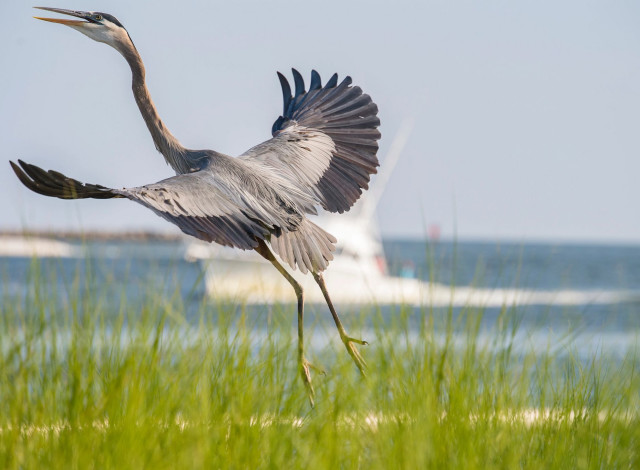 Audubon Bird Sanctuary