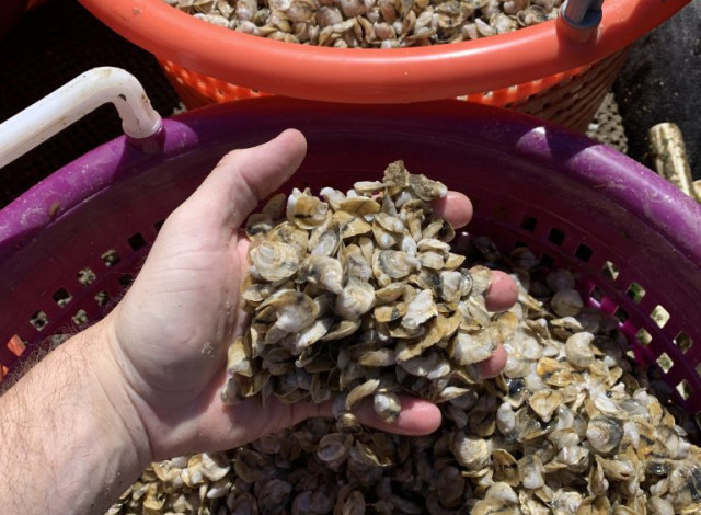 2026 Winter Showcase Series: Blockade and Battle: Farming Oysters in Alabama