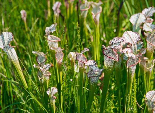 Field Trip for Grown-Ups: Visit the Bog