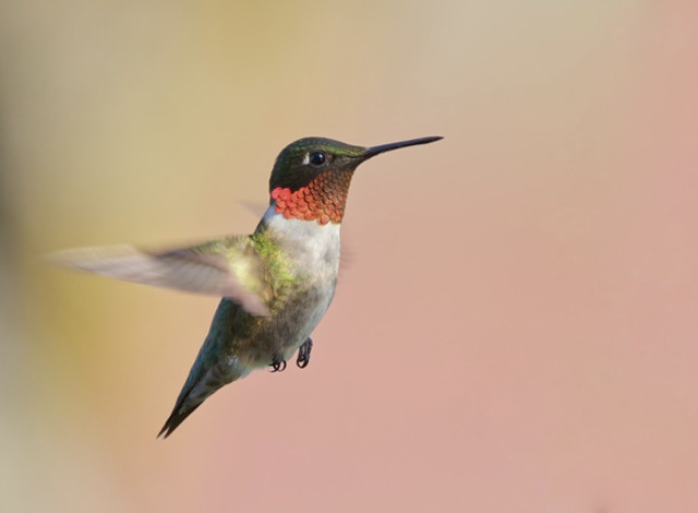 2026 Winter Showcase Series: Wings over the Gulf: A Look into Coastal Alabama's Unique Birdlife