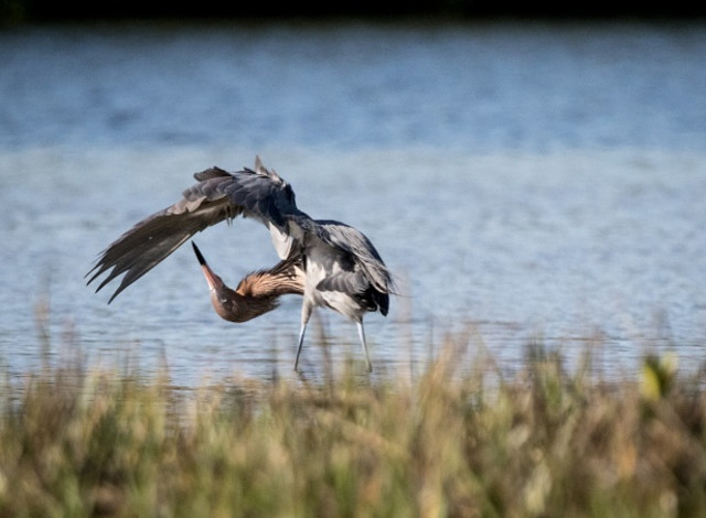 Birding Cruise from Five Rivers Delta Resource Center