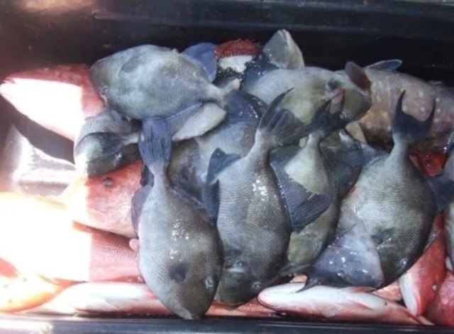 Southern Bend Fishing Charters