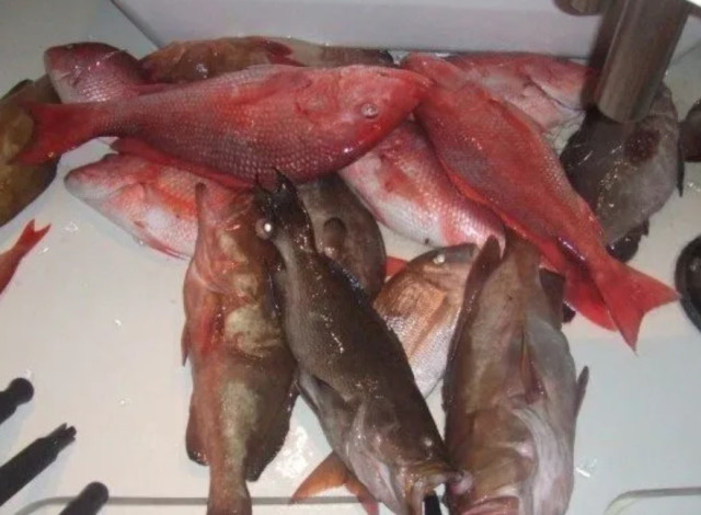Southern Bend Fishing Charters