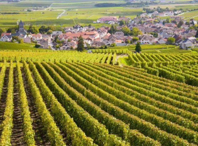 The Wine Educational Series: Stepping into Burgundy