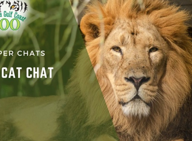 Keeper Chats: Big Cat Chat