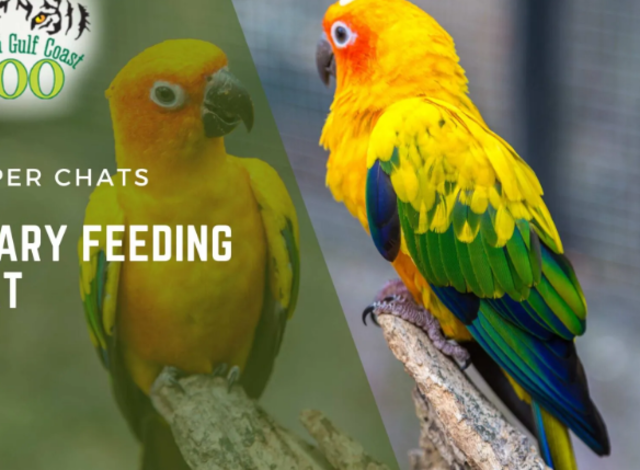 Keeper Chats: South American Adventure Bird Chat