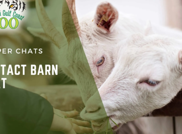 Keeper Chats: Barn Chat