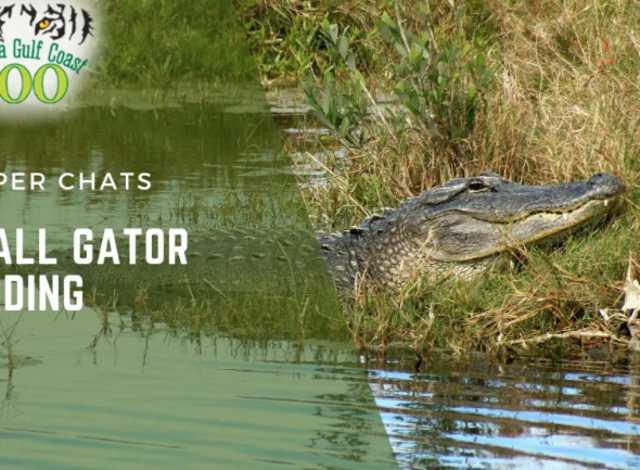 Keeper Chats: Small Gator Feeding