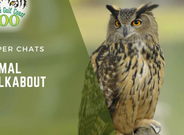Keeper Chats: Animal Walkabout