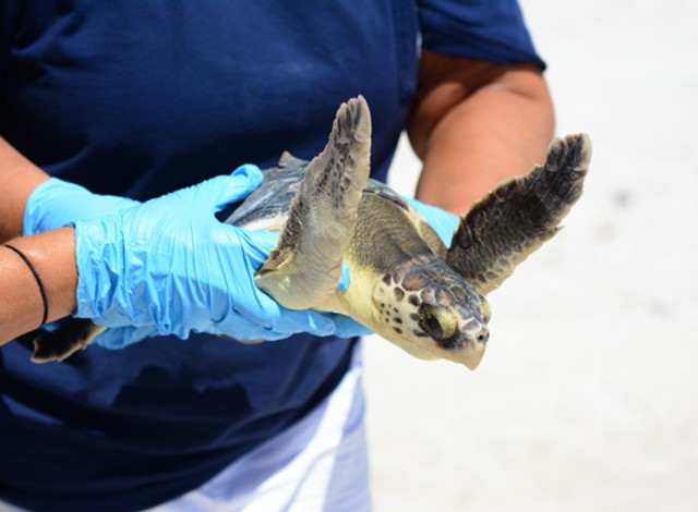 Turtles at 2 Lobby Talk