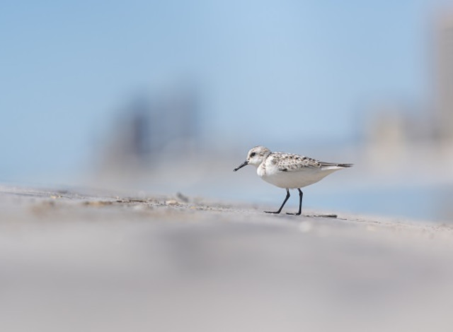 Sandpiper Sprint