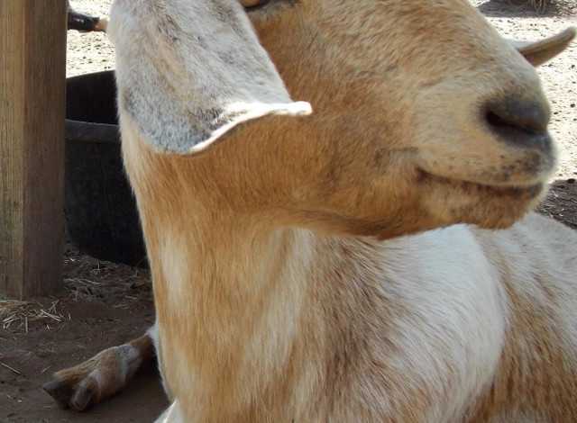 What to do at the Zoo: Goat Agility Training