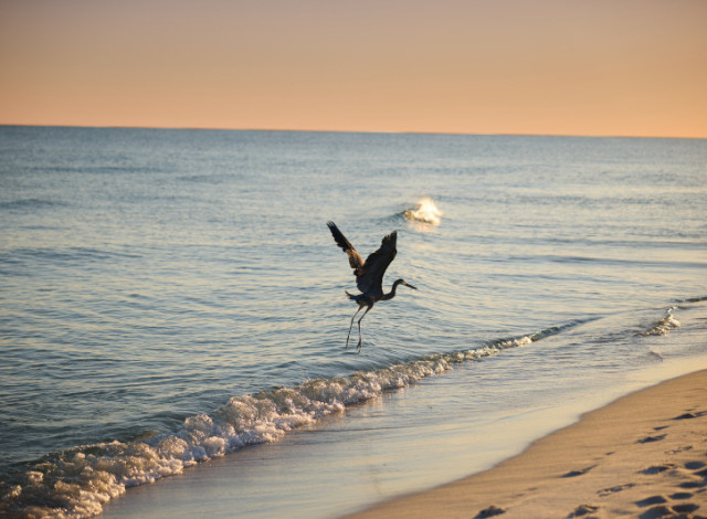 The Science of Nature: Birds of the Gulf Coast