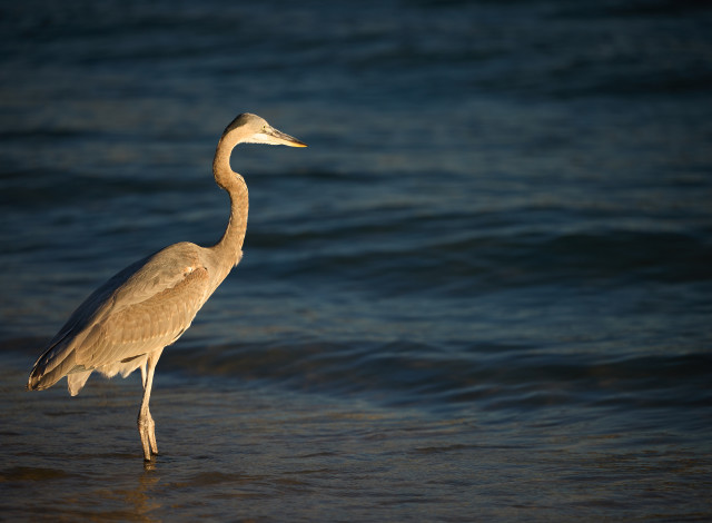 2026 Winter Showcase Series: Wings over the Gulf: A Look into Coastal Alabama's Unique Birdlife