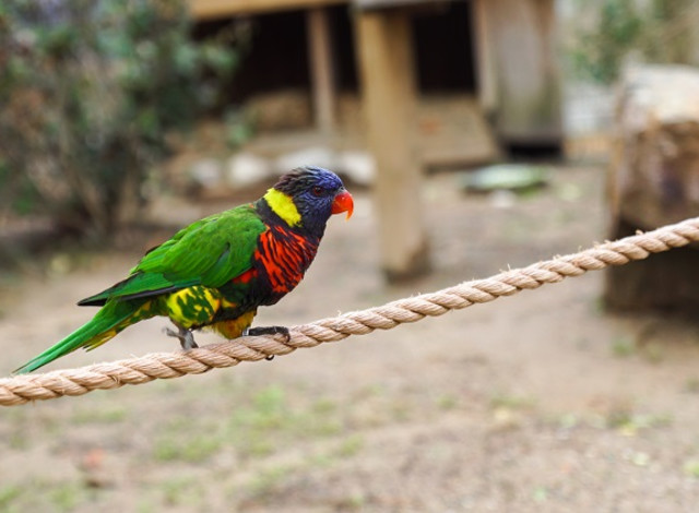 Keeper Chat: Bird Chat at South American Adventure
