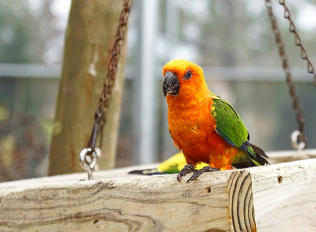 Keeper Chats: Aviary Feeding Chat