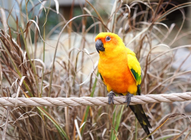Keeper Chats: South American Adventure Bird Chat