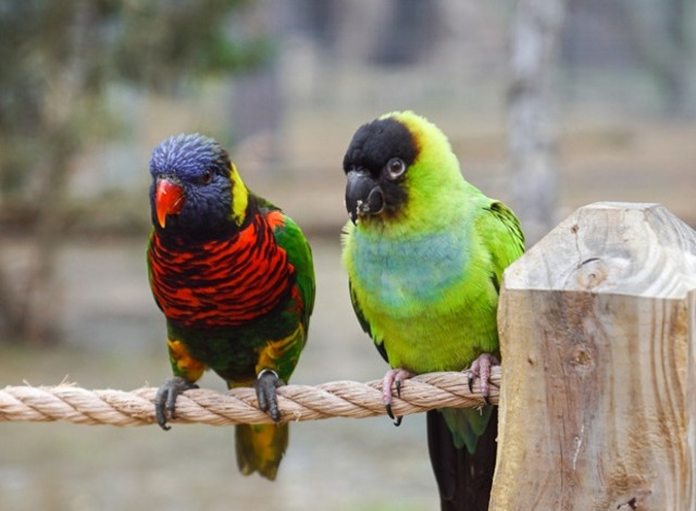 Keeper Chats: South American Adventure Bird Chat