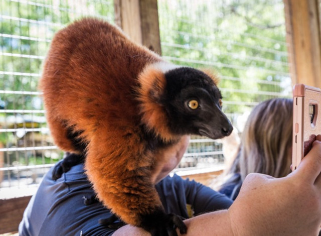 Ruffed Lemur Island Chat