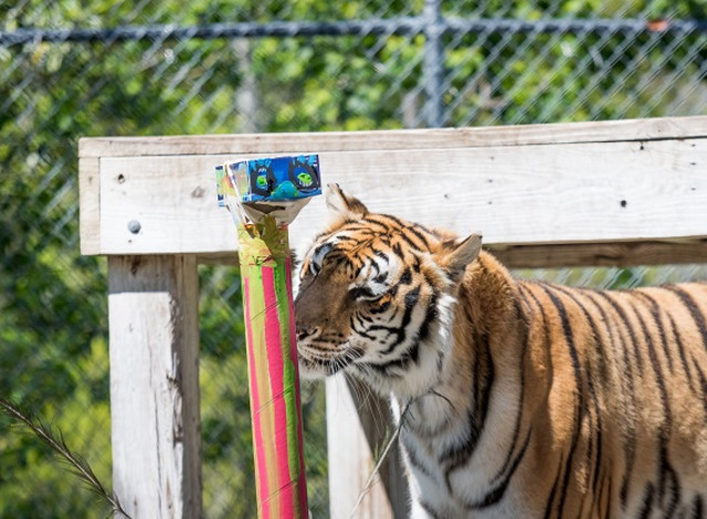 Keeper Chats: Big Cat Chat