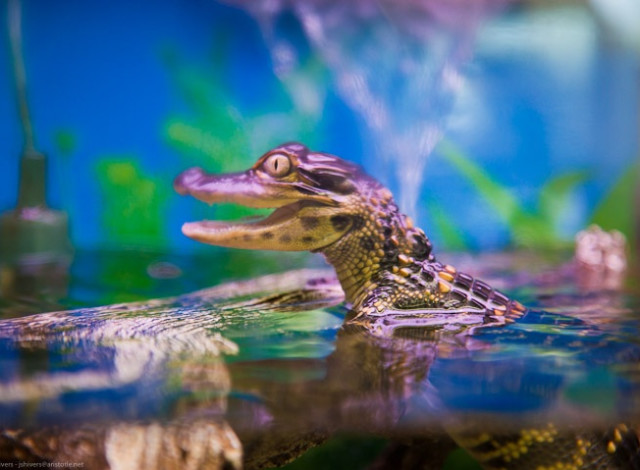 Alligator Adventures