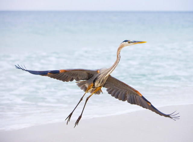 The Annual Alabama Coastal BirdFest