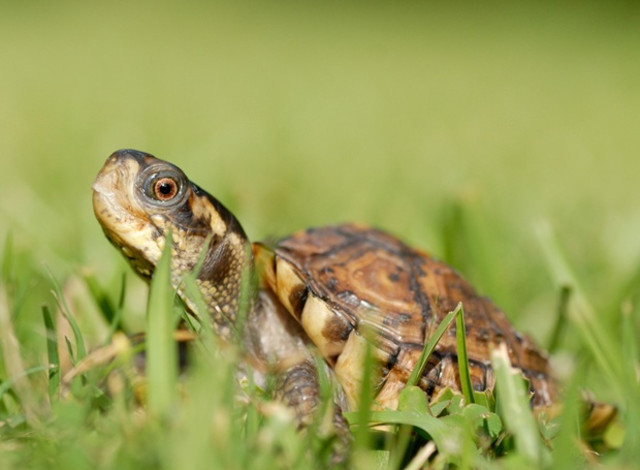 2026 Winter Showcase Series: Discover Alabamas Wild Side!