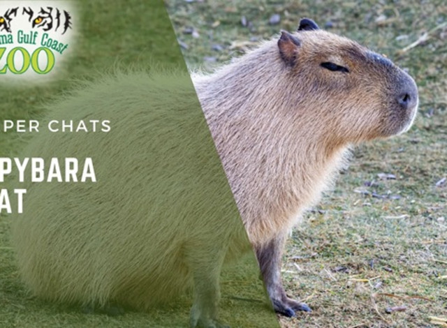 Keeper Chats: Capybara Chat