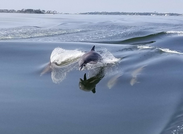 Dolphin Cruises (Cold Mil Fleet)