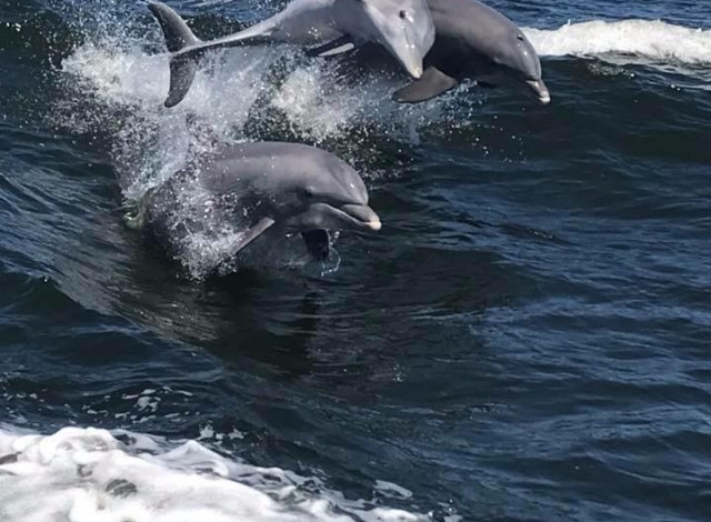 Dolphin Cruises (Cold Mil Fleet)