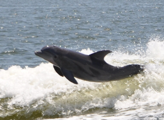 Orange Beach Private Dolphin Family Safaris