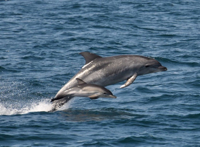 Alabama Dolphin Cruises (Southern Rose)