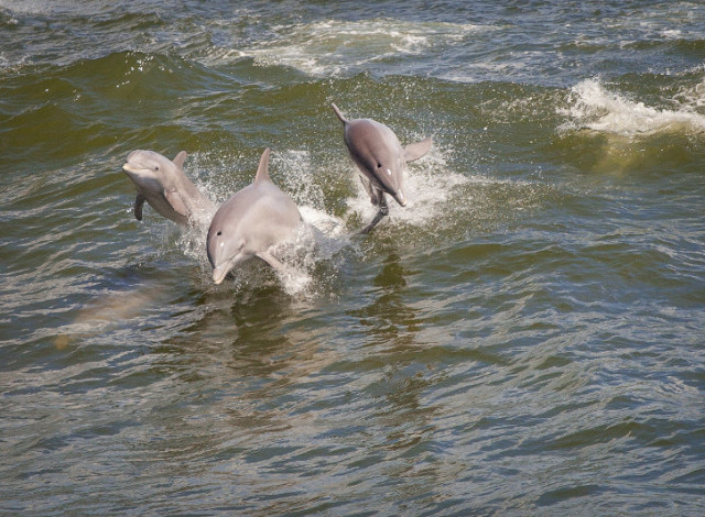 The Sunny Lady Dolphin & Sunset Cruises at The Wharf