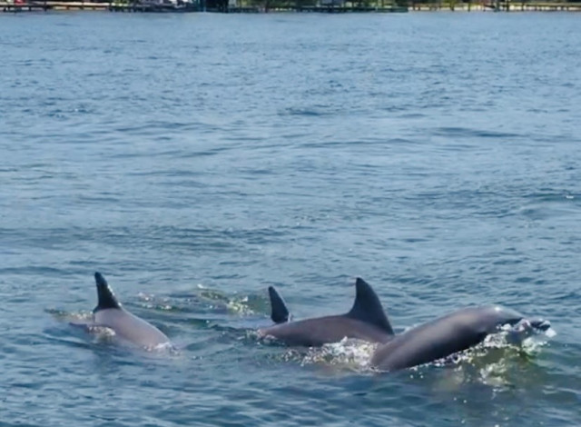 Dolphin Cruises aboard Dolphin Tales