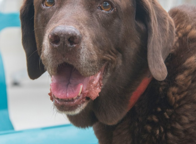 Gulf Shores Dog Park