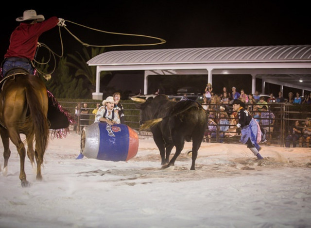 Flora-Bama Bulls on the Beach