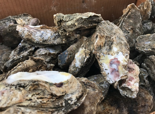 Mobile Bay Estuary Corps