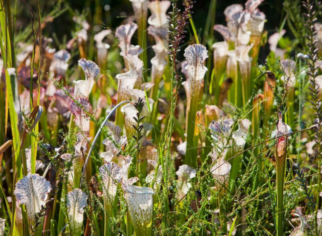 2025 Winter Showcase Series: Weeks Bay National Estuarine Research Reserve